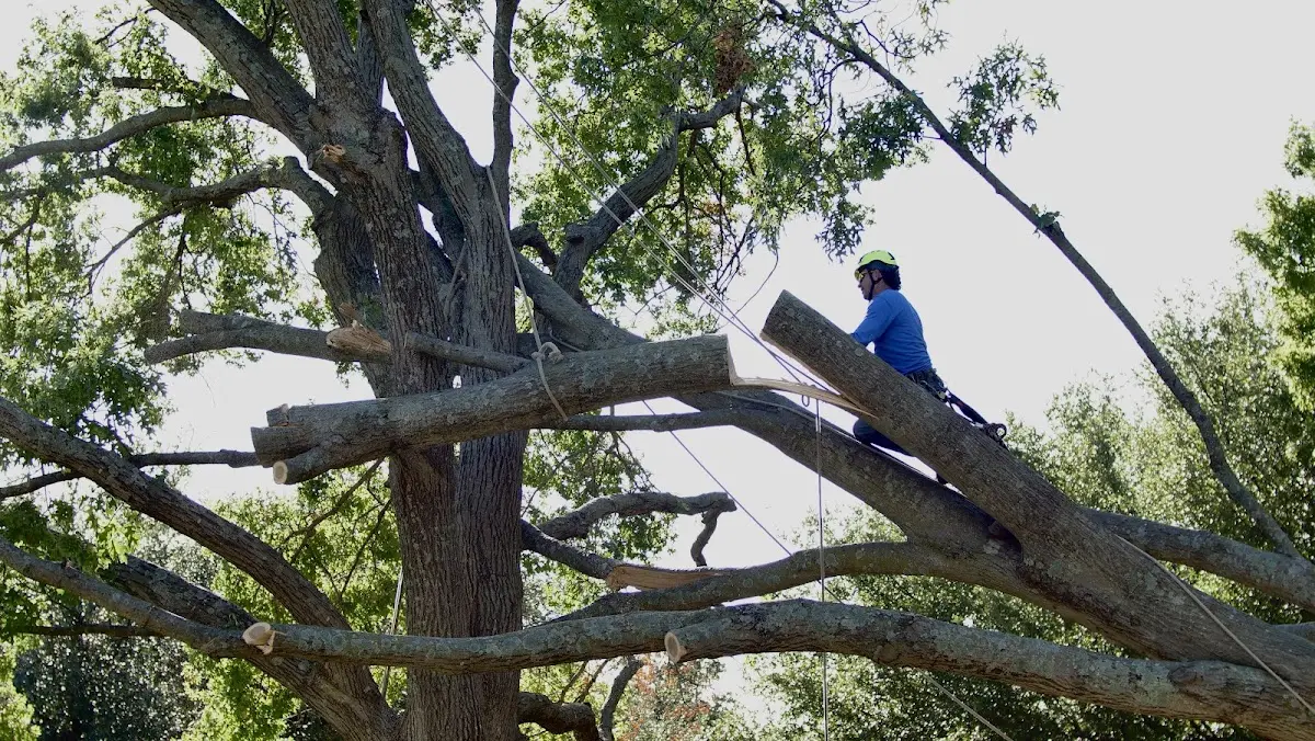 Professional Crown Thinning performed by certified arborists in Ponte Vedra
